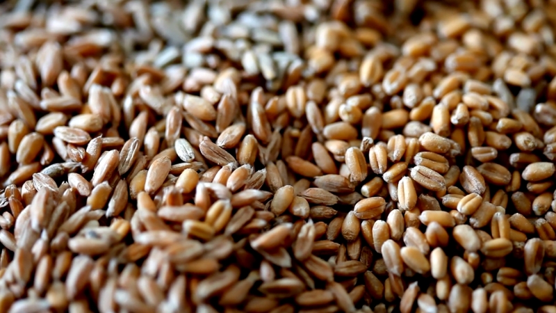 A close-up view of whole grains, displaying their textured surface and natural color variation